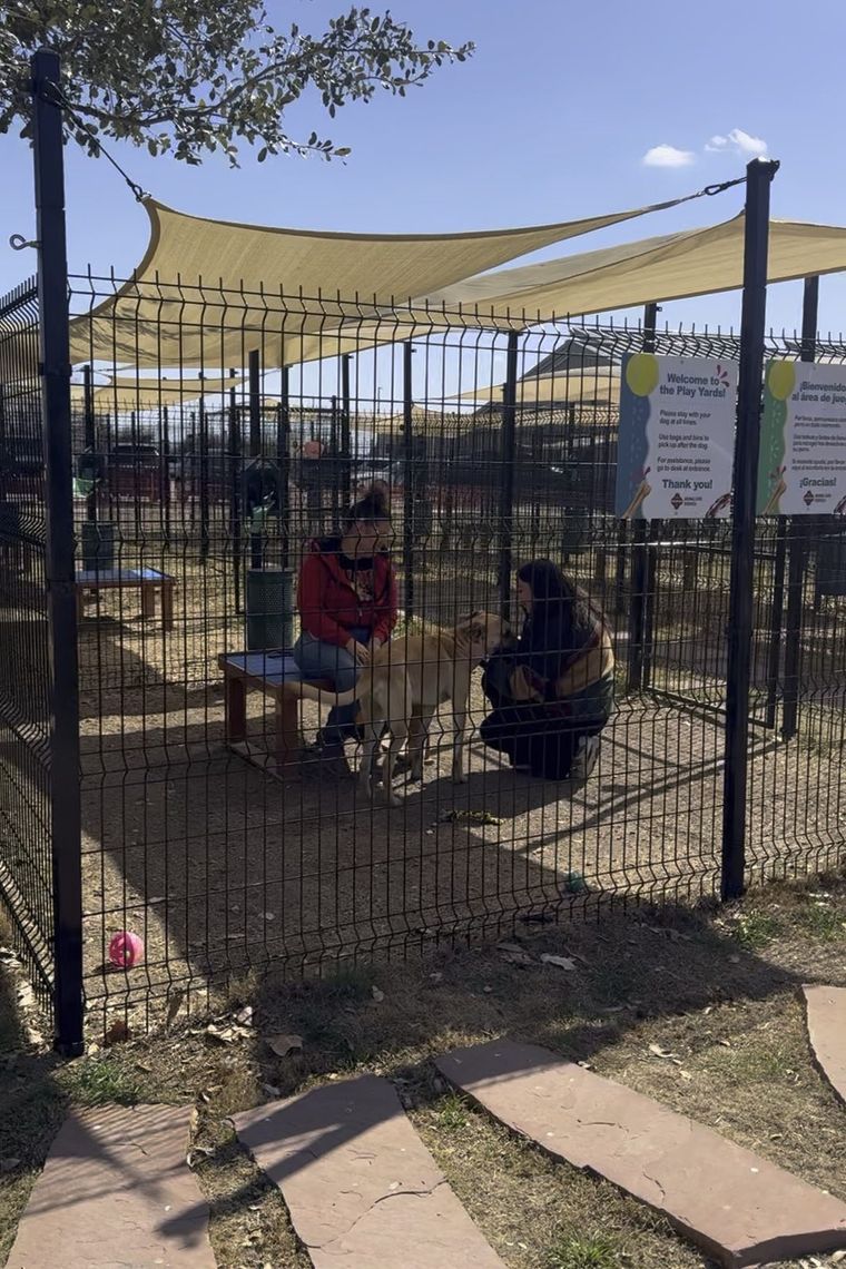 Volunteers sitting with a dog inside a shaded play yard at an animal shelter