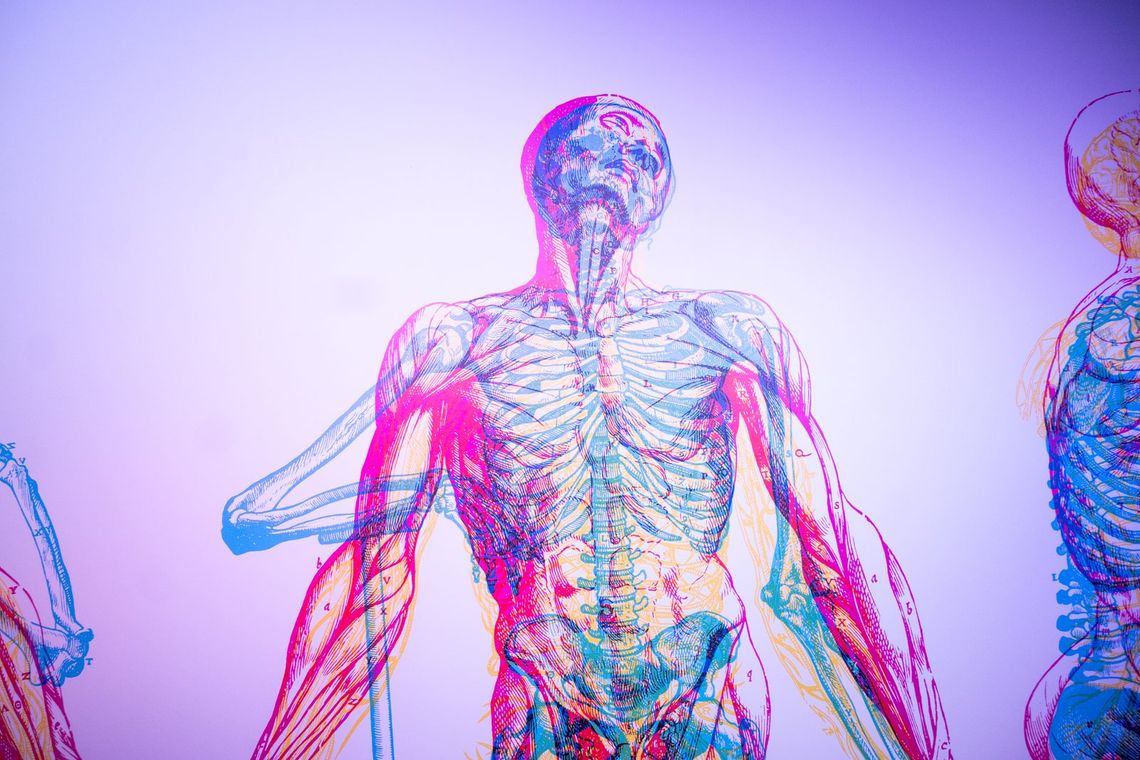 Anatomical skeleton drawings in RGB, printed in overlapping pink, blue and yellow lines on a lilac wall.